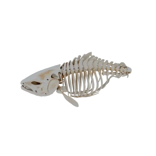 3D-модель скелета лосося, вид сбоку, показывающий череп, позвоночник и ребра