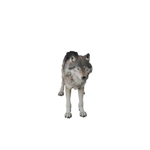 3D модель Арктического Волка, вид сбоку, готовая для Blender модель животного с деталями морды, подушечками лап, силуэтом уше