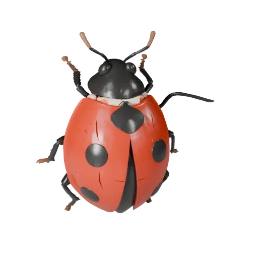 3D модель божьей коровки, вид сбоку, рендер дикой природы, готовый для Blender ассет животного с разделением грудной клетки,