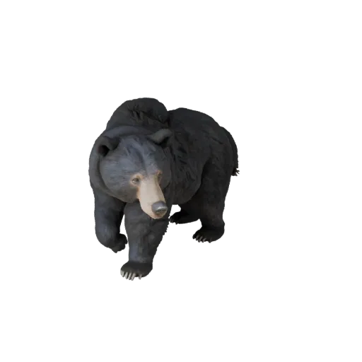 Реалистичная 3D-модель черного медведя, вид сбоку, рендер дикой природы, готовый к анимации объект животного с объемом плеч,