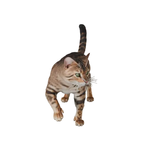 3D-модель бенгальской кошки STL, изометрический вид, готовая к печати фигурка животного с сужением челюсти, лопатками, движен