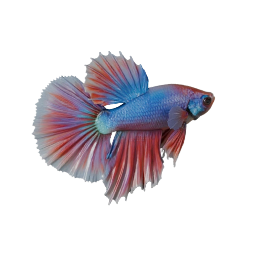 3D модель петушка для Unity - Готовый игровой ассет, FBX | Бесплатно