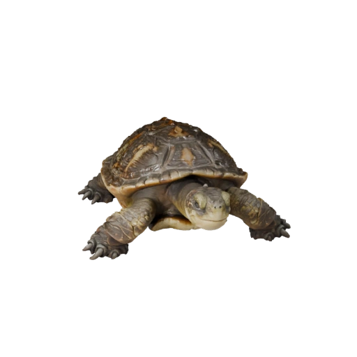 Черепаха-касатка 3D модель для Blender - PBR ресурс с текстурами