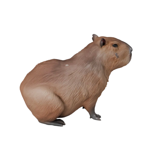 3D модель капибары для Unity - Готовый игровой ассет, FBX | Без роялти