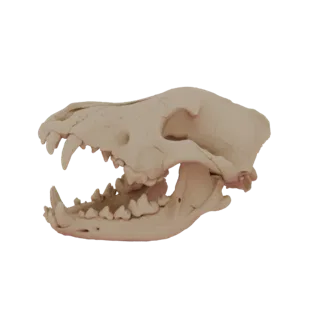 Вид сбоку детализированной 3D модели черепа собаки с приоткрытой пастью, демонстрирующей острые зубы.
