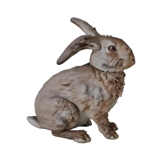 Реалистичная 3D-модель кролика, вид сбоку, рендер дикой природы, готовый к анимации ассет животного с балансом позы, анатомич