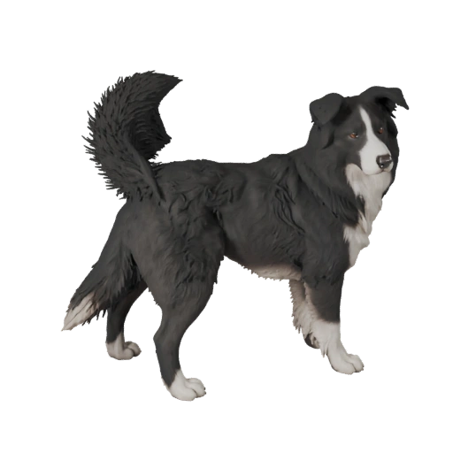 3D модель собаки породы Бордер-колли для Blender - PBR ресурс с текстурами