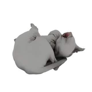 3D модель сфинкса, мирно спящего, свернувшегося клубком с подогнутой головой.