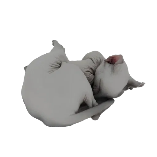 3D модель сфинкса, мирно спящего, свернувшегося клубком с подогнутой головой.