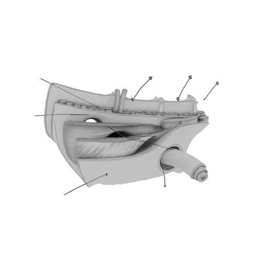3D модель внутреннего человеческого уха, показывающая улитку, полукружные каналы и слуховые косточки с детальными текстурами.