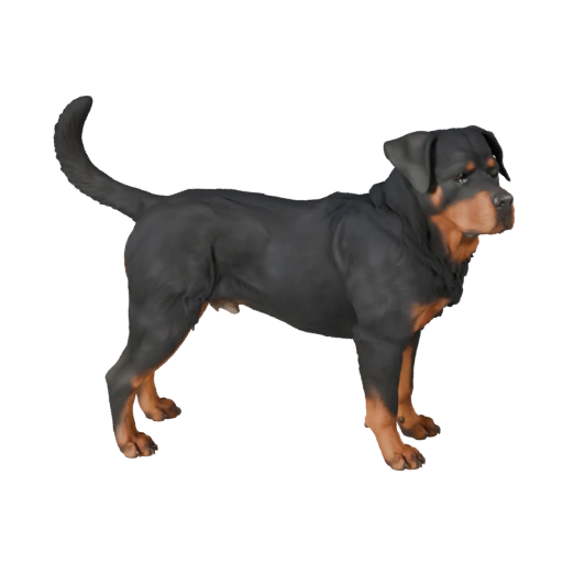 Реалистичная 3D модель собаки породы ротвейлер - rigged PBR ассет для игр