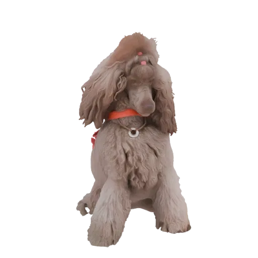3D модель светло-коричневого пуделя с двумя розовыми бантами на голове, сидящего и смотрящего вниз.