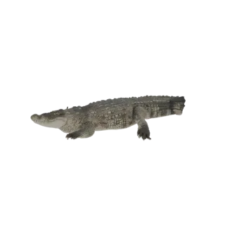Реалистичная 3D модель крокодила, вид сбоку, пасть слегка приоткрыта, ноги вытянуты.