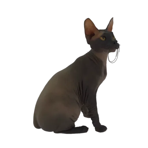 Рендер 3D модели сфинкса, сидящего, смотрящего в сторону, с ошейником на шее.