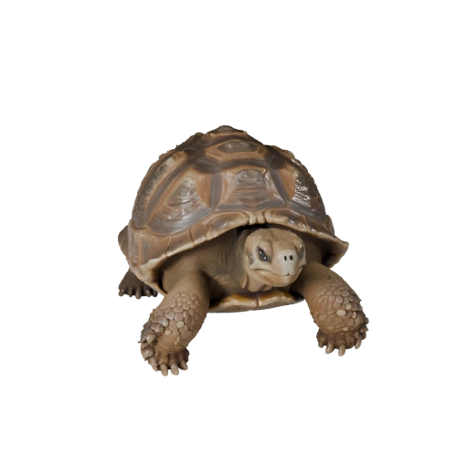 Реалистичная 3D модель галапагосской черепахи - rigged PBR ассет для игр