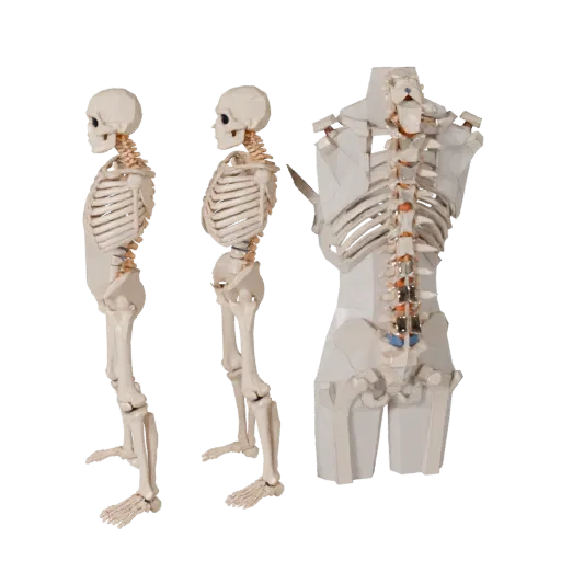 Низкополигональная 3D модель позвоночного столба "Spine Style", вид с трех четвертей в игровом окне, показывающий поверхности