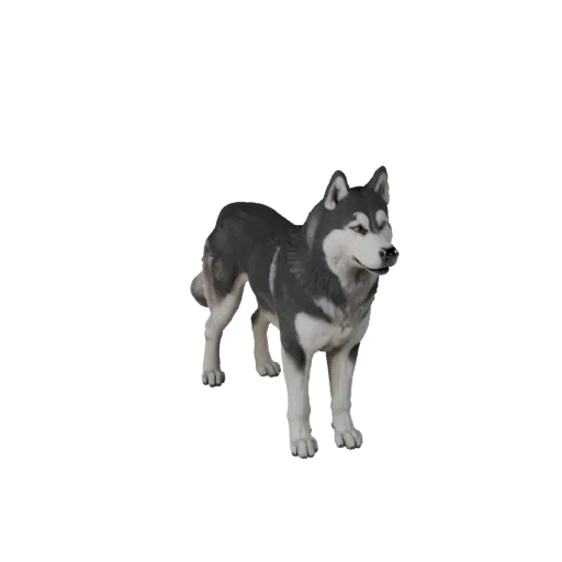 3D модель сибирского хаски, вид сбоку, рендер дикой природы, готовый для Blender ассет животного с плоскостями морды, подушеч