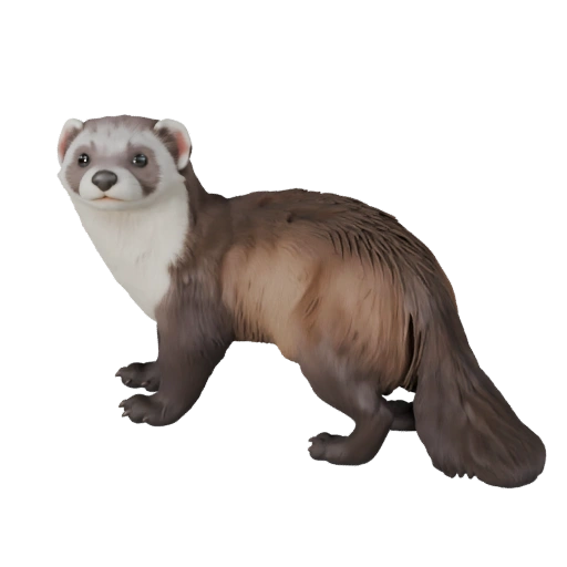 3D модель хорька для Blender - PBR-ресурс с текстурами | Бесплатно