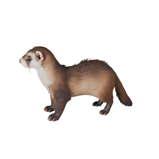 Реалистичный хорек 3D модель - rigged PBR ассет для игр | PBR