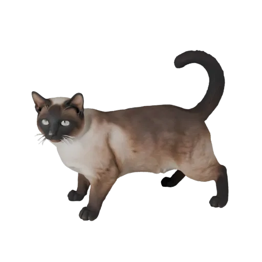 Siamese Cat 3D model, gameplay camera side view, Unity-ready animal asset with whisker pads, shoulder glide, tail arc, and fe