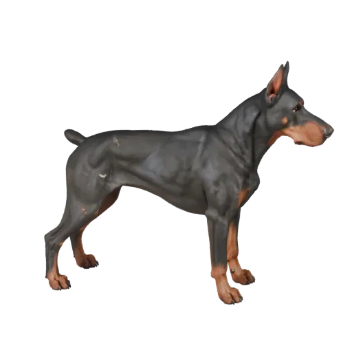 Реалистичная 3D-модель Добермана, вид сбоку, рендер дикой природы, готовый к анимации ассет животного с направлением шерсти,