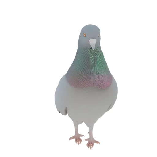 Реалистичная 3D модель голубя, стоящего на лапах, смотрящего вперед с слегка наклоненной головой.