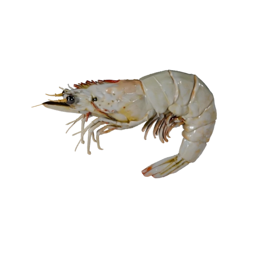 Реалистичная 3D модель креветки - rigged PBR ассет для игр | PBR