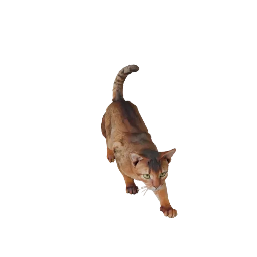 3D модель Абиссинской кошки, вид сбоку игровой камерой, готовый к использованию в Unity ассет животного с формой челюсти, лоп