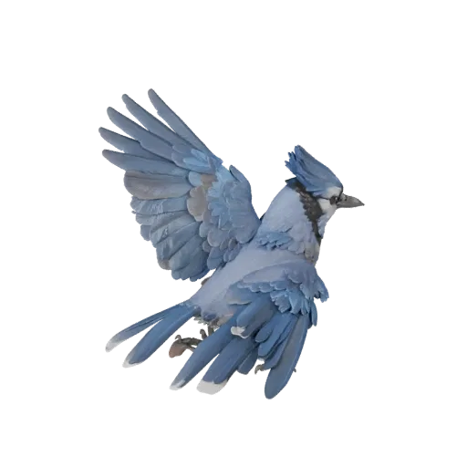 3D модель синей сойки, вид сбоку игровой камеры, готовый для Unity ассет животного с направлением перьев, логикой складывания
