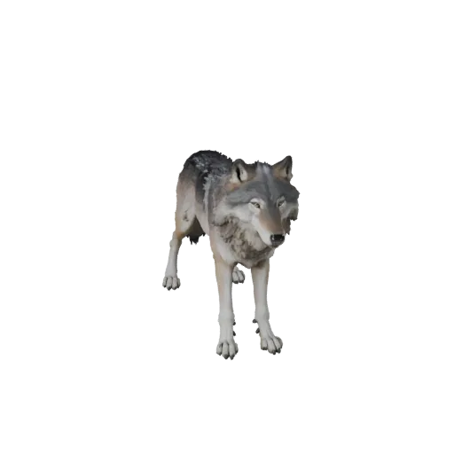 3D модель серого волка, вид сбоку, рендер дикой природы, готовый для Blender ассет животного с плоскостями морды, подушечками