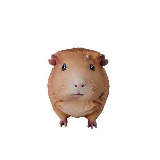Мультяшная 3D-модель морской свинки, вид сбоку, стилизованный ассет животного с детализацией поверхности, ритмом тела, формам