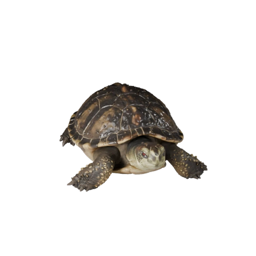 3D модель черепахи-касатки для Unity - Готовый игровой ассет, FBX