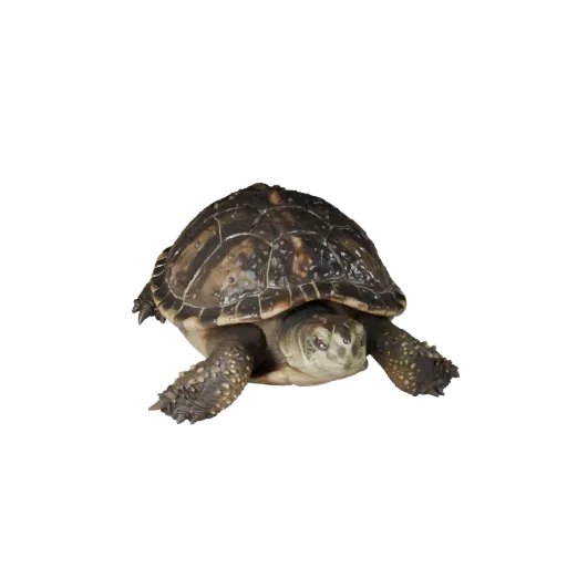 3D-модель Snapping Turtle, вид сбоку игровой камеры, готовый для Unity ассет животного со складками кожи, формами спинного гр