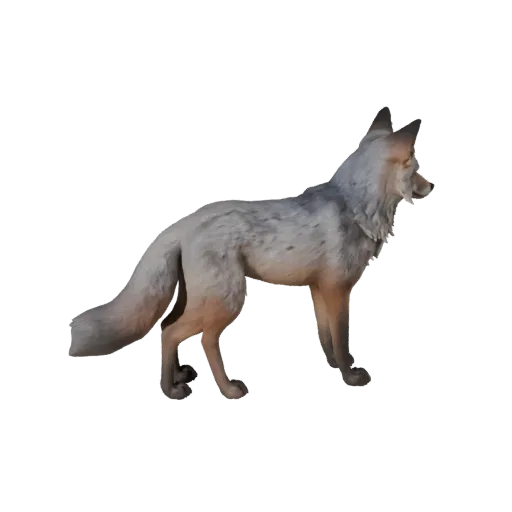 3D модель Gray Fox, вид сбоку в игровой камере, готовый для Unity ассет животного с плоскостями морды, подушечками лап, силуэ