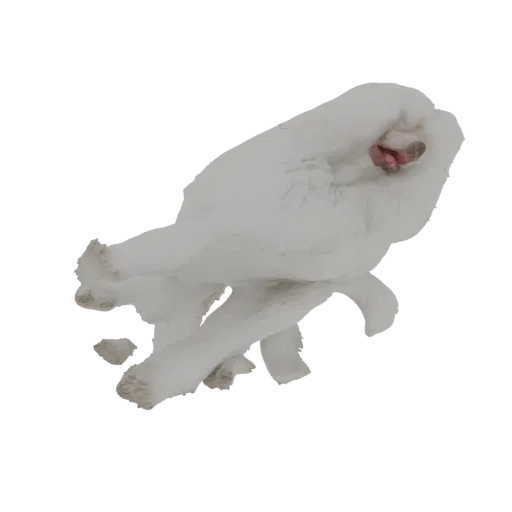 3D модель пушистого белого пуделя в динамичной, игривой позе, с наклоненной головой и движущимися лапами.