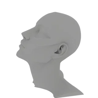 3D model of a human head shown in profile view, with a smooth, gray, stylized finish.
