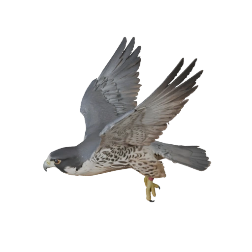 Реалистичный 3D модель сапсана - rigged PBR ассет для игр