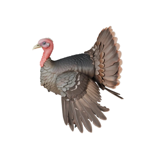 3D модель индейки для Blender - PBR ресурс с текстурами | Бесплатно