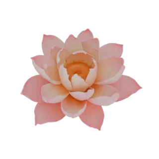 A detailed 3D model of a pink lotus flower with delicate petals and a warm center, set against a white background.