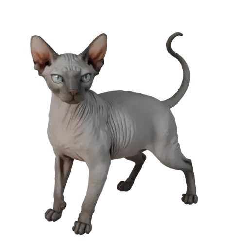 3D-модель кошки сфинкс, рендер дикой природы сбоку, готовый для Blender ассет животного с сужением челюсти, лопатками, движен