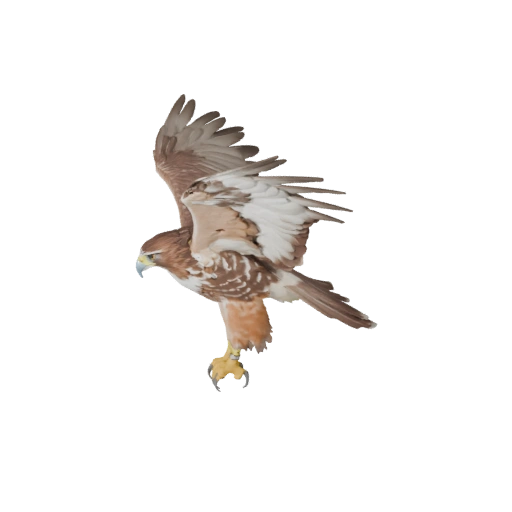 3D модель Краснохвостого канюка для Blender - PBR ресурс с текстурами
