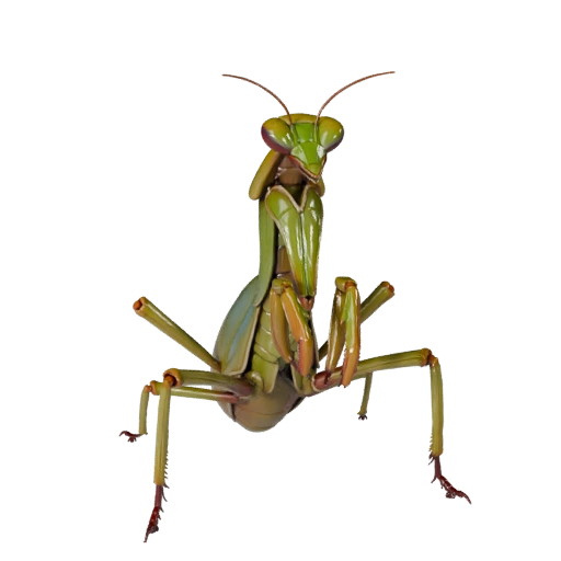 Реалистичный 3D модель богомола - rigged PBR ассет для игр