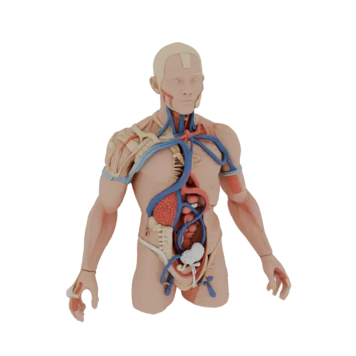3D модель мужской анатомической модели с видимой кровеносной системой, сердцем и внутренними органами