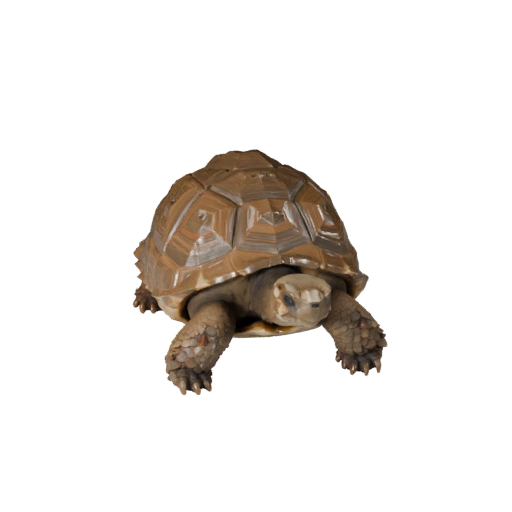 Низкополигональная 3D модель галапагосской черепахи - игровой ассет для Unity с FBX