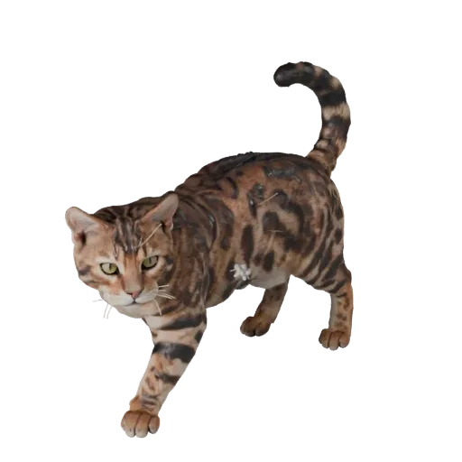 3D-модель бенгальской кошки, вид сбоку игровой камеры, готовый для Unity ассет животного с подушечками усов, скольжением плеч