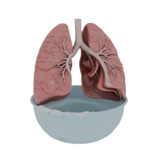Учебное легкое 3D-модель для обучения, вид в три четверти, показывающий цвета мягких тканей, силуэт органа.