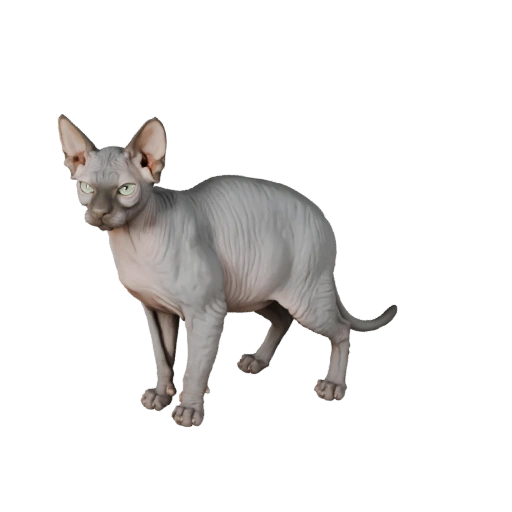 Реалистичный кот сфинкс 3D модель - rigged PBR ассет для игр