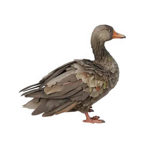 3D модель гуся, вид сбоку, рендер дикой природы, готовый для Blender ассет животного с направлением перьев, логикой складыван