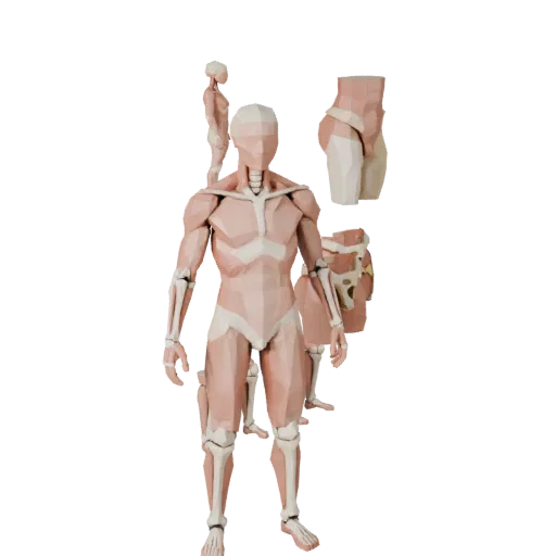 3D-модель Модульного набора анатомии суставов, вид в игровом окне с трех четвертей, показывающий нейтральные обучающие цвета,