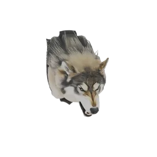 3D модель свирепой головы волка с оскаленными зубами и напряженными глазами, на белом фоне.